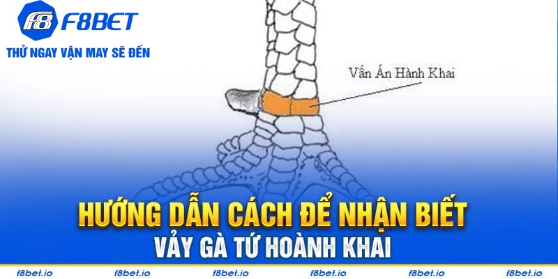 Vảy Gà Tứ Hoành Khai Và Những Điều Cần Biết 2026 - PLAYVANTA96.WORK