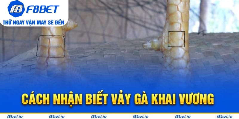 Bật Mí Vảy Gà Khai Vương Và Cách Nhận Biết Chúng Ra Sao?  - PLAYVANTA96.WORK