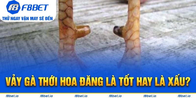 Vảy Gà Thới Hoa Đăng - Bí Kíp Lựa Chiến Kê Tốt F8bet - PLAYVANTA96.WORK