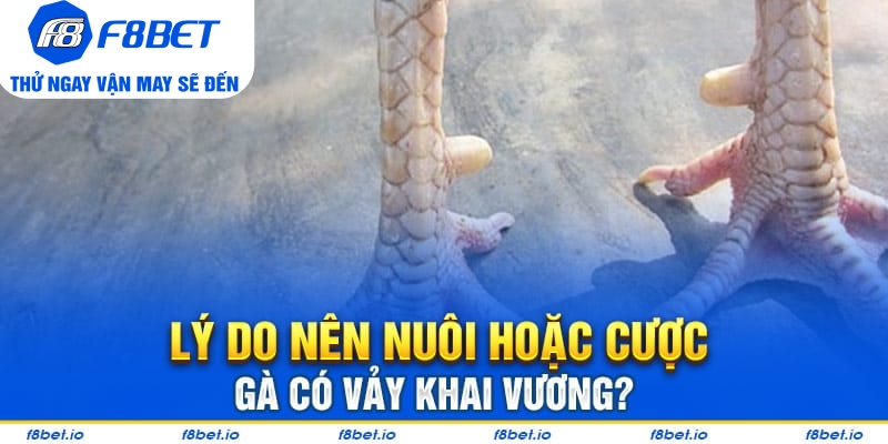 Bật Mí Vảy Gà Khai Vương Và Cách Nhận Biết Chúng Ra Sao?  - PLAYVANTA96.WORK