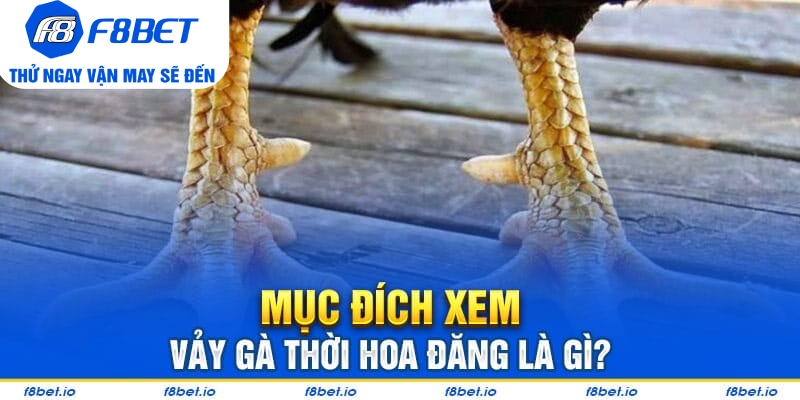 Vảy Gà Thới Hoa Đăng - Bí Kíp Lựa Chiến Kê Tốt F8bet - PLAYVANTA96.WORK