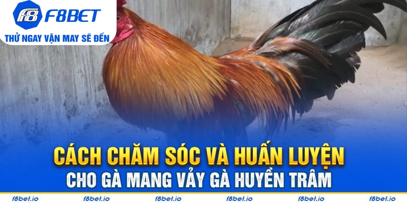 Vảy Gà Huyền Trâm – Cách Xem Cực Chuẩn Cho Người Mới - PLAYVANTA96.WORK