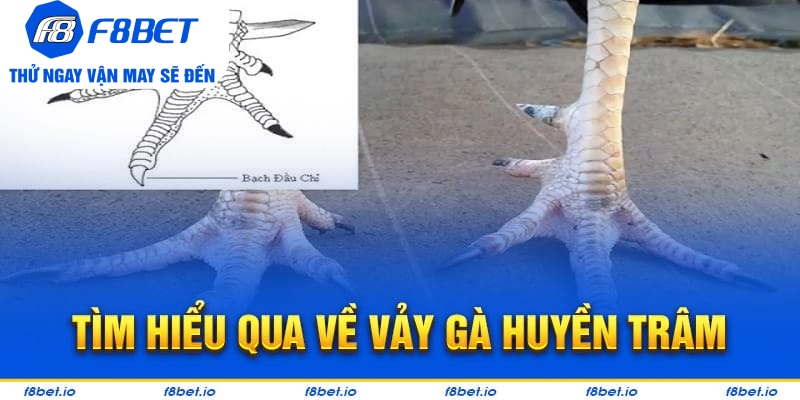 Vảy Gà Huyền Trâm – Cách Xem Cực Chuẩn Cho Người Mới - PLAYVANTA96.WORK