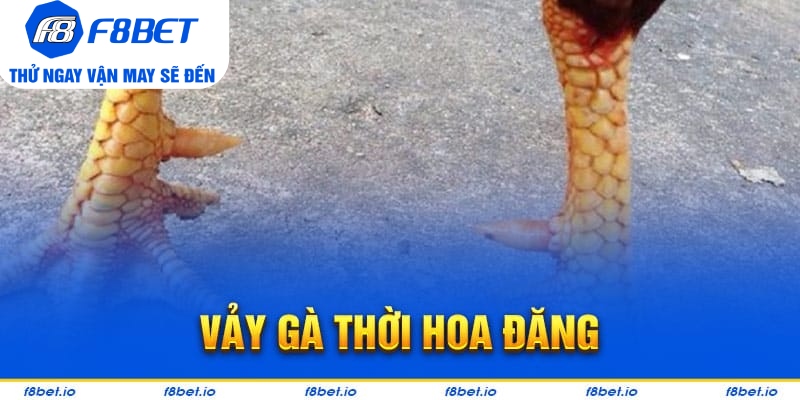 Vảy Gà Thới Hoa Đăng - Bí Kíp Lựa Chiến Kê Tốt F8bet - PLAYVANTA96.WORK