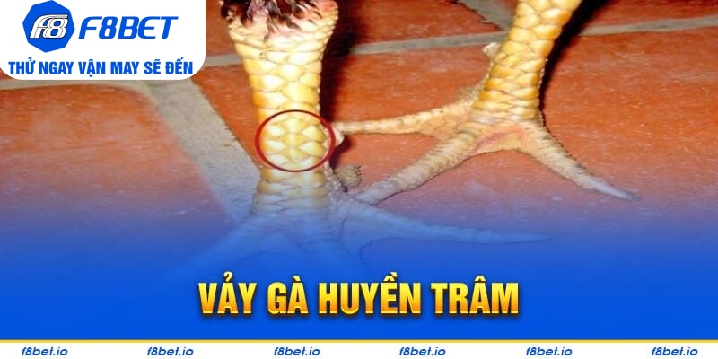 Vảy Gà Huyền Trâm – Cách Xem Cực Chuẩn Cho Người Mới - PLAYVANTA96.WORK