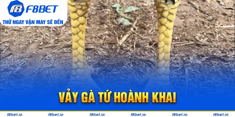 Vảy Gà Tứ Hoành Khai Và Những Điều Cần Biết 2026 - PLAYVANTA96.WORK