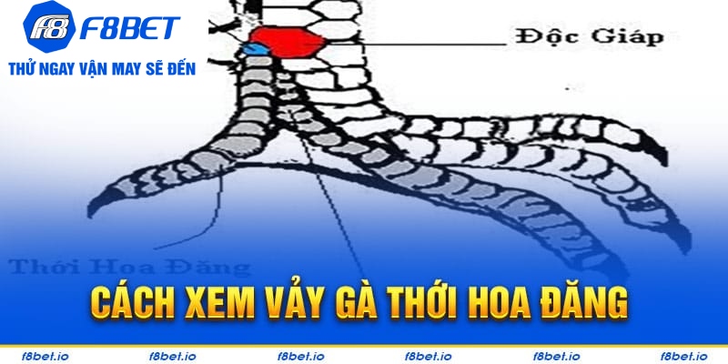 Vảy Gà Thới Hoa Đăng - Bí Kíp Lựa Chiến Kê Tốt F8bet - PLAYVANTA96.WORK