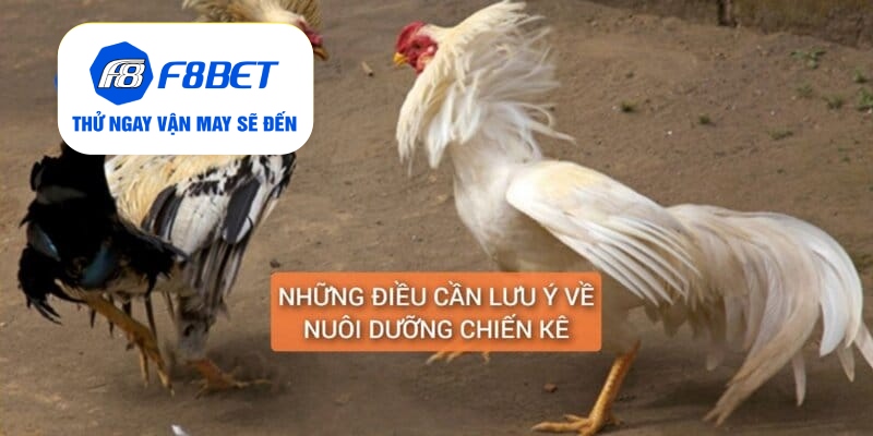 Gà Chân Lông Vảy Loạn Là Gì? Cách Nuôi Dưỡng Huấn Luyện - f8bet - PLAYVANTA96.WORK