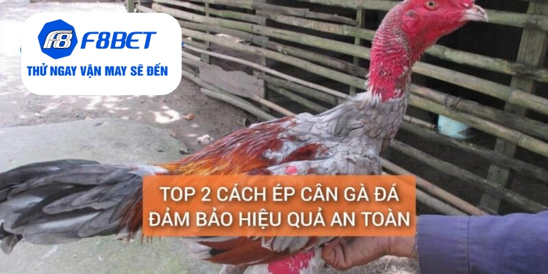 Top 2 Cách Ép Cân Gà Đá Đảm Bảo Gà Vẫn Khỏe Và Săn Chắc - f8bet - PLAYVANTA96.WORK