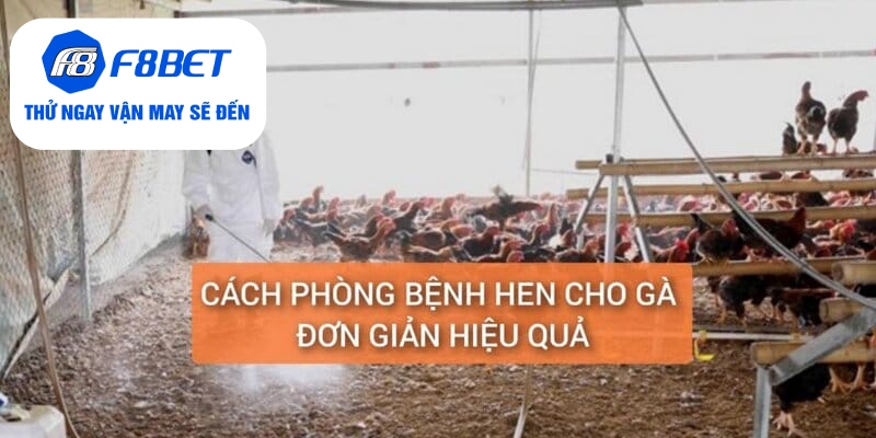 Chữa Bệnh Hen Ở Gà Điều Trị Dứt Điểm Trong 5 Ngày - f8bet - PLAYVANTA96.WORK