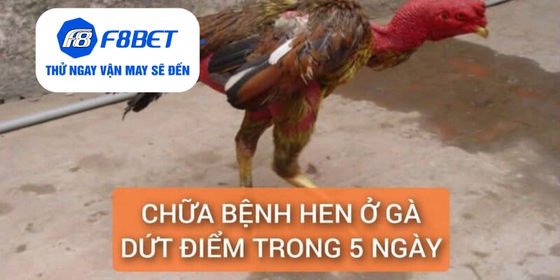 Chữa Bệnh Hen Ở Gà Điều Trị Dứt Điểm Trong 5 Ngày - f8bet - PLAYVANTA96.WORK