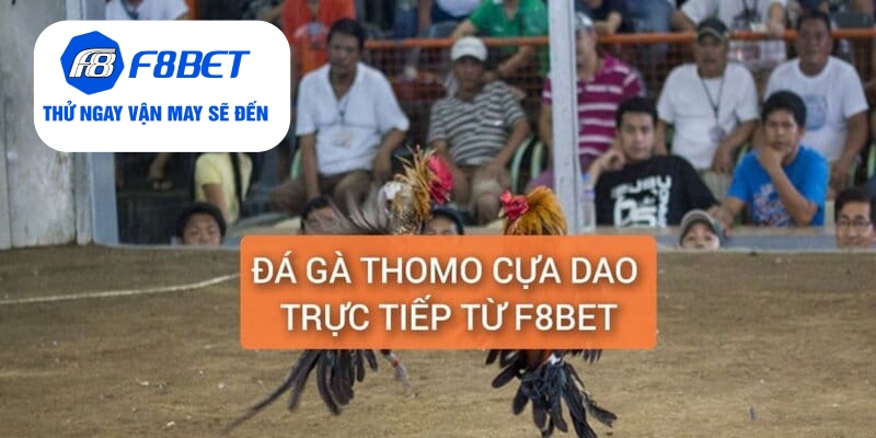 Đá Gà Thomo Cựa Dao Trực Tiếp Từ F8BET Gay Cấn, Hấp Dẫn - f8bet - PLAYVANTA96.WORK