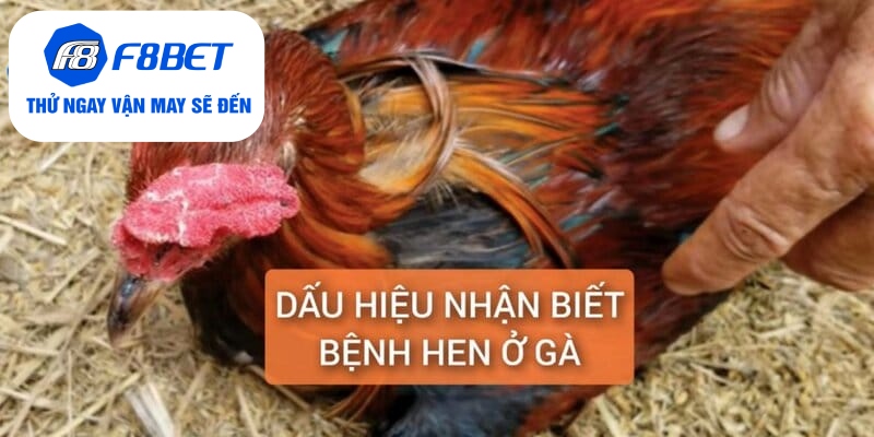 Chữa Bệnh Hen Ở Gà Điều Trị Dứt Điểm Trong 5 Ngày - f8bet - PLAYVANTA96.WORK