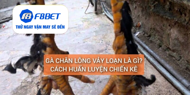 Gà Chân Lông Vảy Loạn Là Gì? Cách Nuôi Dưỡng Huấn Luyện - f8bet - PLAYVANTA96.WORK