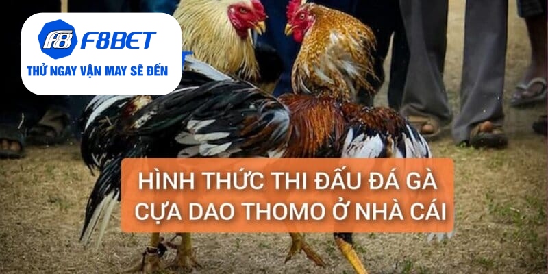 Đá Gà Thomo Cựa Dao Trực Tiếp Từ F8BET Gay Cấn, Hấp Dẫn - f8bet - PLAYVANTA96.WORK