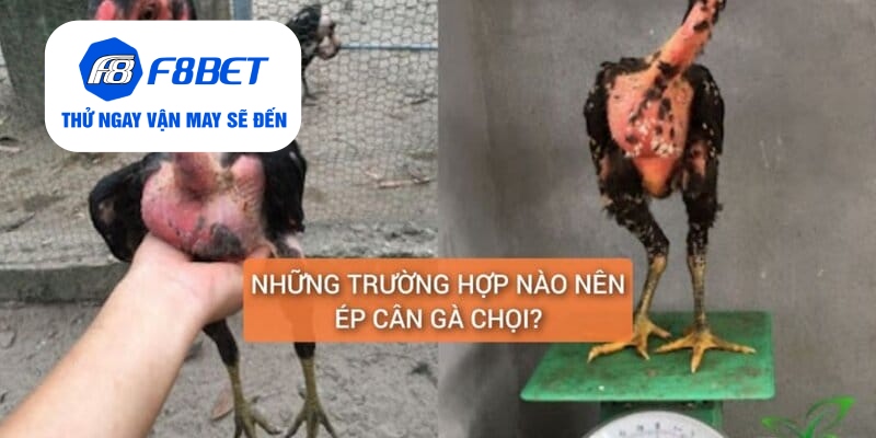 Top 2 Cách Ép Cân Gà Đá Đảm Bảo Gà Vẫn Khỏe Và Săn Chắc - f8bet - PLAYVANTA96.WORK