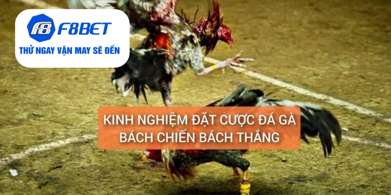 Đá Gà Thomo Cựa Dao Trực Tiếp Từ F8BET Gay Cấn, Hấp Dẫn - f8bet - PLAYVANTA96.WORK