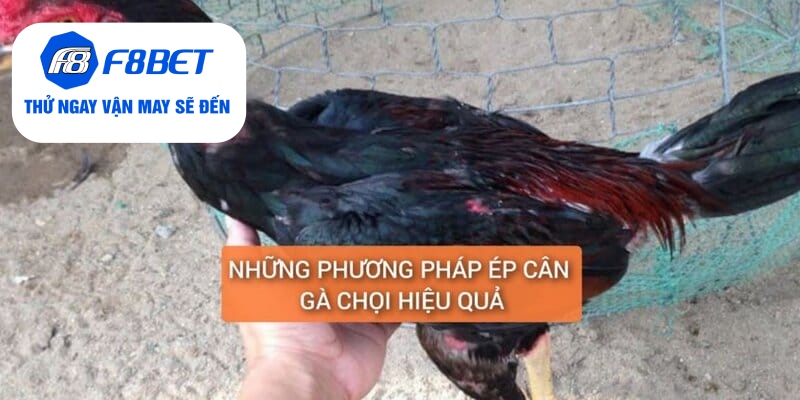 Top 2 Cách Ép Cân Gà Đá Đảm Bảo Gà Vẫn Khỏe Và Săn Chắc - f8bet - PLAYVANTA96.WORK