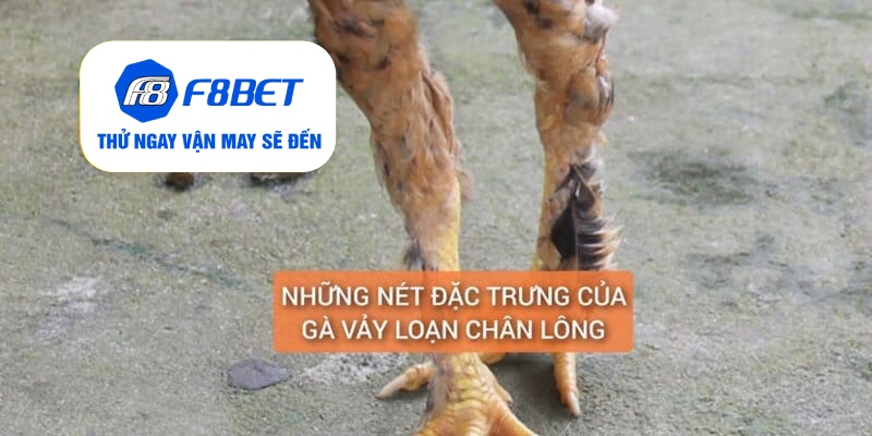Gà Chân Lông Vảy Loạn Là Gì? Cách Nuôi Dưỡng Huấn Luyện - f8bet - PLAYVANTA96.WORK