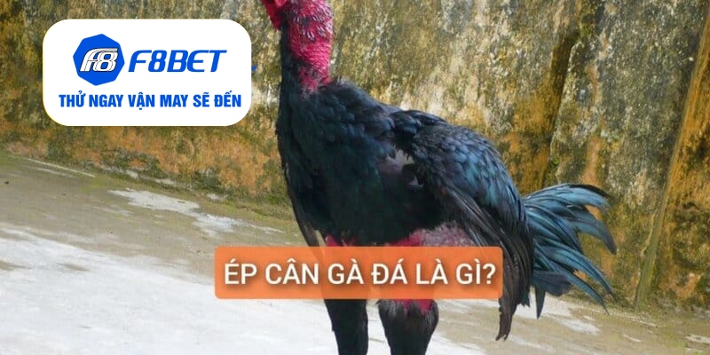 Top 2 Cách Ép Cân Gà Đá Đảm Bảo Gà Vẫn Khỏe Và Săn Chắc - f8bet - PLAYVANTA96.WORK