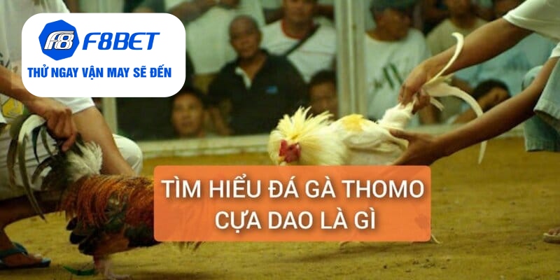 Đá Gà Thomo Cựa Dao Trực Tiếp Từ F8BET Gay Cấn, Hấp Dẫn - f8bet - PLAYVANTA96.WORK