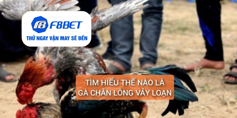 Gà Chân Lông Vảy Loạn Là Gì? Cách Nuôi Dưỡng Huấn Luyện - f8bet - PLAYVANTA96.WORK
