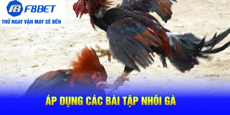 Cách Tập Lực Cho Gà Chọi Siêu Khỏe Và Hiệu Quả - PLAYVANTA96.WORK