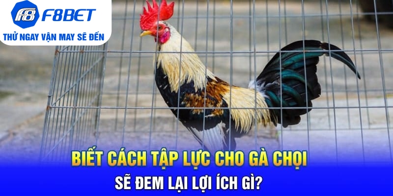 Cách Tập Lực Cho Gà Chọi Siêu Khỏe Và Hiệu Quả - PLAYVANTA96.WORK