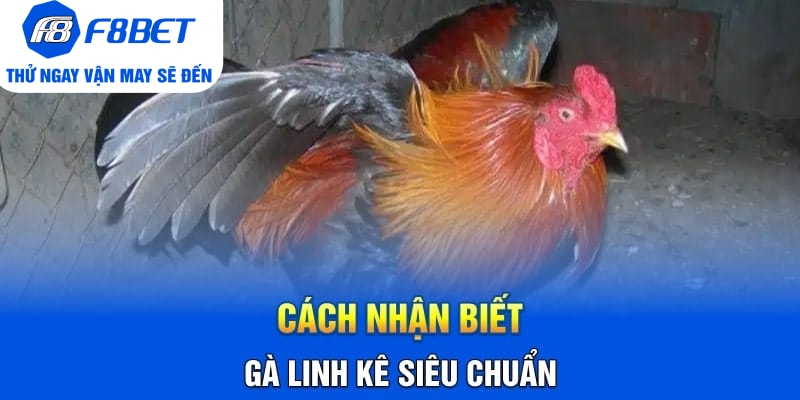 Cách Nhận Biết Gà Linh Kê Nhất Định Các Sư Kê Cần Nắm Rõ - PLAYVANTA96.WORK