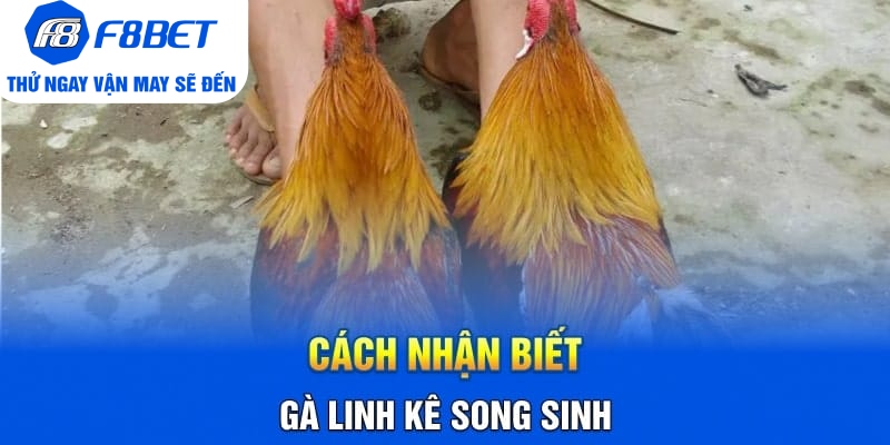 Cách Nhận Biết Gà Linh Kê Nhất Định Các Sư Kê Cần Nắm Rõ - PLAYVANTA96.WORK