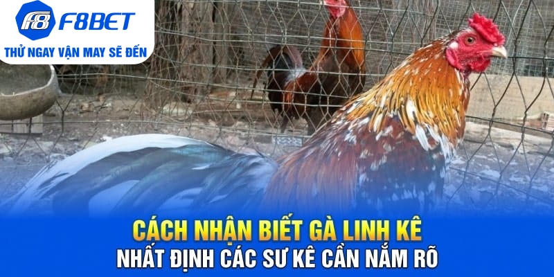 Cách Nhận Biết Gà Linh Kê Nhất Định Các Sư Kê Cần Nắm Rõ - PLAYVANTA96.WORK