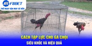 Đá Gà F8bet | Sảnh Cược Gà Đá Uy Tín Cho Các Kê Thủ - PLAYVANTA96.WORK