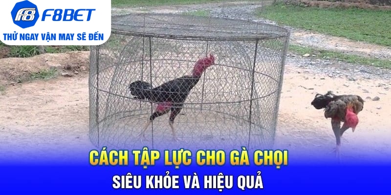 Cách Tập Lực Cho Gà Chọi Siêu Khỏe Và Hiệu Quả - PLAYVANTA96.WORK