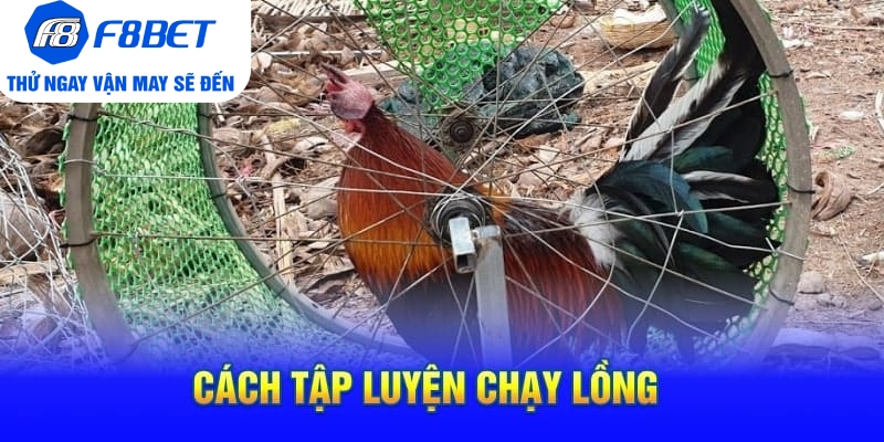 Cách Tập Lực Cho Gà Chọi Siêu Khỏe Và Hiệu Quả - PLAYVANTA96.WORK