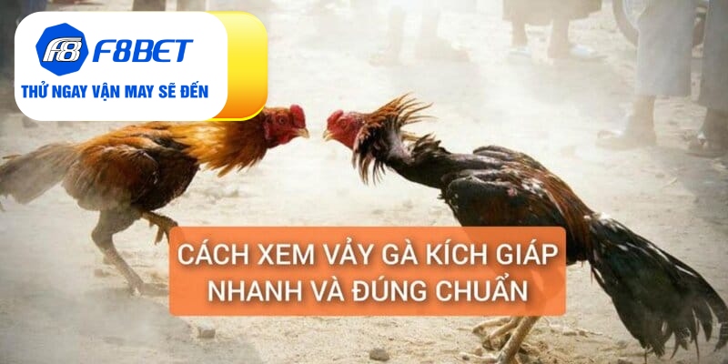 Vảy Gà Kích Giáp Là Gì? Đánh Giá Sức Chiến Đấu Chiến Kê - f8bet - PLAYVANTA96.WORK