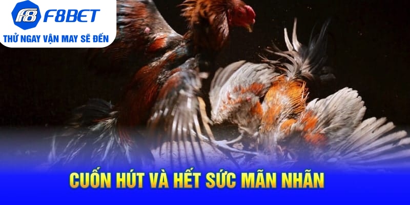 Toàn Bộ Thông Tin Về Đá Gà Cựa Dao Philippines Tại F8BET - PLAYVANTA96.WORK
