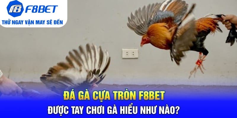 Đá Gà Cựa Tròn F8BET Là Gì? Sảnh Trực Tiếp Gà Hàng Đầu 2026 - PLAYVANTA96.WORK