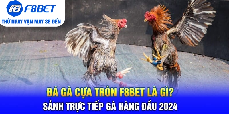 Đá Gà Cựa Tròn F8BET Là Gì? Sảnh Trực Tiếp Gà Hàng Đầu 2026 - PLAYVANTA96.WORK