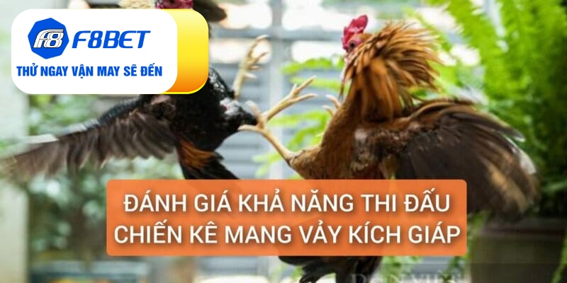 Vảy Gà Kích Giáp Là Gì? Đánh Giá Sức Chiến Đấu Chiến Kê - f8bet - PLAYVANTA96.WORK
