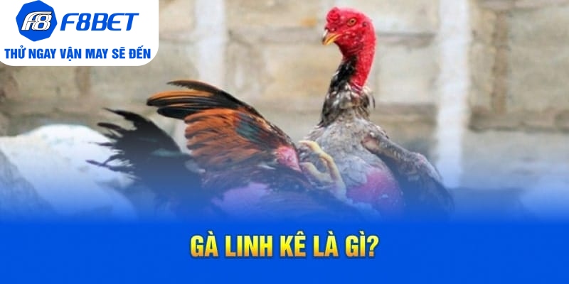 Cách Nhận Biết Gà Linh Kê Nhất Định Các Sư Kê Cần Nắm Rõ - PLAYVANTA96.WORK