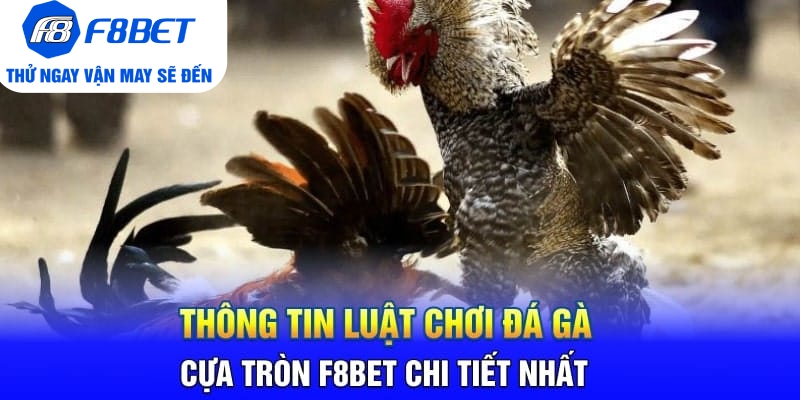 Đá Gà Cựa Tròn F8BET Là Gì? Sảnh Trực Tiếp Gà Hàng Đầu 2026 - PLAYVANTA96.WORK
