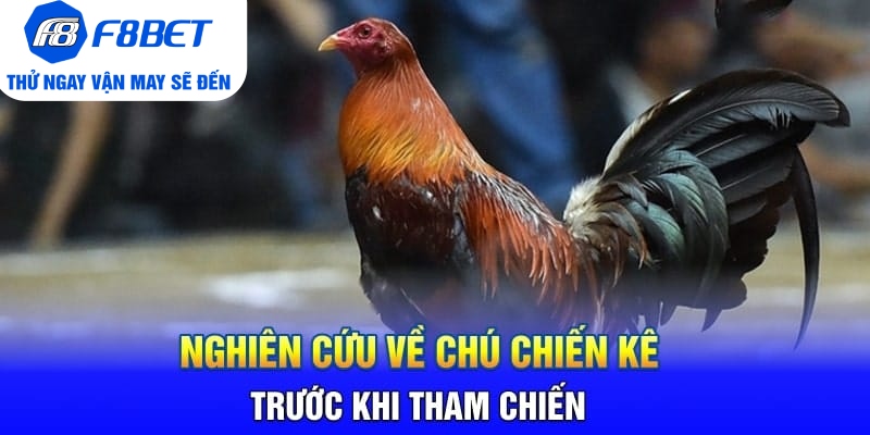 Toàn Bộ Thông Tin Về Đá Gà Cựa Dao Philippines Tại F8BET - PLAYVANTA96.WORK