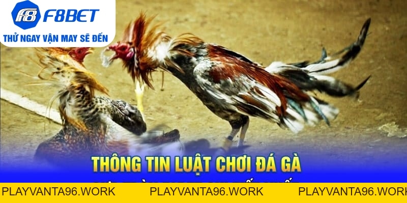 Đá Gà Cựa Tròn F8BET Là Gì? Sảnh Trực Tiếp Gà Hàng Đầu 2026 - PLAYVANTA96.WORK