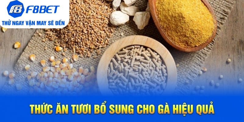 Top 7 Loại Thức Ăn Cho Gà Đá Chất Lượng Trên Thị Trường - PLAYVANTA96.WORK