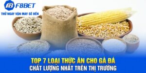 Đá Gà F8bet | Sảnh Cược Gà Đá Uy Tín Cho Các Kê Thủ - PLAYVANTA96.WORK
