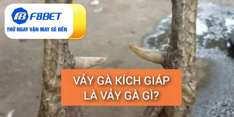 Vảy Gà Kích Giáp Là Gì? Đánh Giá Sức Chiến Đấu Chiến Kê - f8bet - PLAYVANTA96.WORK