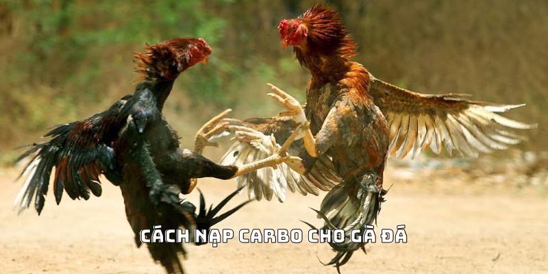 Cách Nạp Carbo Cho Gà Đá Hiệu Quả Được Ưa Chuộng 2026 - PLAYVANTA96.WORK