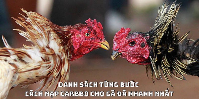 Cách Nạp Carbo Cho Gà Đá Hiệu Quả Được Ưa Chuộng 2026 - PLAYVANTA96.WORK