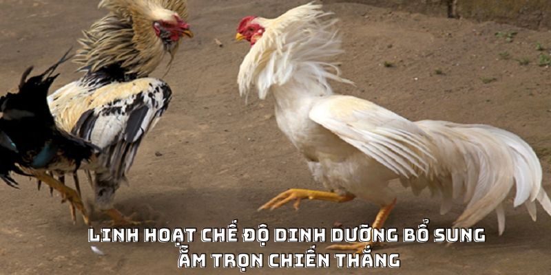 Cách Nạp Carbo Cho Gà Đá Hiệu Quả Được Ưa Chuộng 2026 - PLAYVANTA96.WORK
