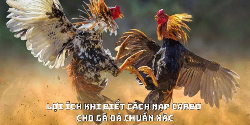 Cách Nạp Carbo Cho Gà Đá Hiệu Quả Được Ưa Chuộng 2026 - PLAYVANTA96.WORK